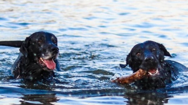 2 swimming dogs