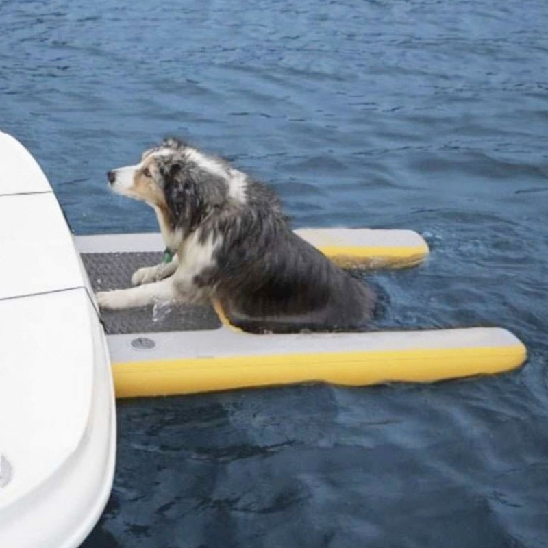 A dog preparing to board the ship